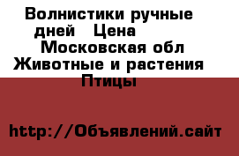 Волнистики ручные 55дней › Цена ­ 1 000 - Московская обл. Животные и растения » Птицы   